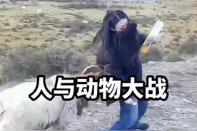 #动物趣事 #羊急了也跳墙视频封面