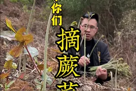 天气不错、你看现在满山都是蕨菜、根本摘不完、又嫩又美味、爽！ #蕨菜 #尝一口春天的味道 #乡野春日地图 #野菜 #小锅摘蕨菜视频封面