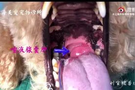 狗狗的唾液腺囊肿，大部分囊肿在脖子外面能看到或摸到一个大包视频封面