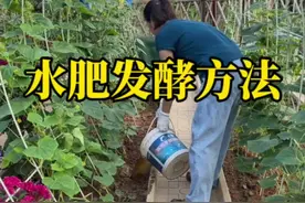 手把手教你们发酵水肥，再学不会的只有到现场来#我的小菜园 #自己种的纯天然的绿色蔬菜 #种菜小技巧#发酵鸡粪#种菜@DOU+小助手视频封面