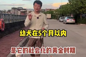 幼犬社会化一定要趁早，不然你家狗就不敢出门咯。#养狗人 #狗狗 #养狗经验分享 #科学养宠攻略 #训犬