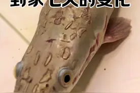 不愧是巨骨舌鱼！7天长大10厘米！#观赏鱼 #养鱼日记 #巨骨舌鱼 #亚马逊猛鱼视频封面