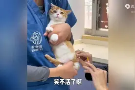 猫咪打针的搞笑时刻，你笑了吗？#猫咪打针