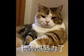 #掌纹的秘密 #手掌纹 #掌纹 聊聊6种幸福美满的婚姻
