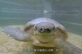 喜欢被挠背的飞河龟(猪鼻龟) 飞河龟（也称为猪鼻龟