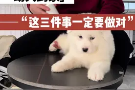 幼犬到家第一天必须做好的3件事！ #新手养狗 #萌宠vlog #萨摩耶 #养宠作业帮