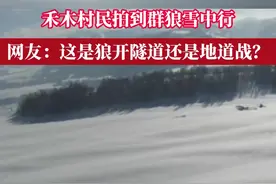 禾木村民拍到群狼雪中行 网友：这是狼开隧道还是地道战？#禾木 #雪都阿勒泰 @抖音短视频视频封面