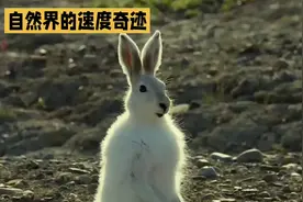 草原上的闪电：兔子的速度传奇#神奇动物在抖音 #野生动物零距离视频封面