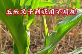 玉米为啥会长叉子到，到底要不要掰#农业种植 #农业人 #三农 #每天跟我涨知识 #农资之路视频封面