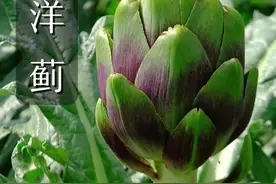 “公摊面积”非常大的一种蔬菜，一人能吃一亩地。 #洋蓟 #洋蓟种植 #洋蓟吃法