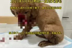就在今天陕西省西安市韩森寨华山十七街坊发生一起严重的虐狗事件视频封面