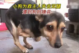 小狗为救主人失去双腿，生活不能自理，被狗妈妈嫌弃视频封面