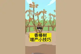 香椿树增产小技巧#三农 #新农人计划2023 #乡村守护人2023 #香椿 #轻漫计划 #充能计划 #脑洞大开 #有趣的知识又增长了视频封面