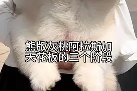 熊版灰桃阿拉斯加天花板的三个阶段  果然好看的小狗是没有尴尬期的  #阿拉斯加灰桃脸 #熊版阿拉斯加 #阿拉斯加视频封面