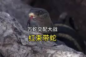 万蛇交配的场景你见过吗，密集恐惧症患者请谨慎#奇妙的动物