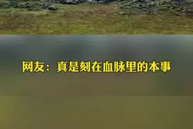 路遇羊群，边牧血脉觉醒开启牧羊模式@沙俪和虫宝视频封面