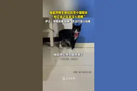 #猫猫的心思全写在脸上了 #谢谢小猫又治愈了我一年 #谁家还没有一只傻猫呢 #它真的好像个小宝宝 #小猫咪能有什么坏心眼