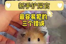 新手养仓鼠系容易犯的3个错误 新手养仓鼠系容易犯的3个错误，快来看看你有没有？#仓鼠 #金丝熊 #新手养鼠指南