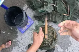 一直以来我都给各位全景拍摄黄鳝点位，环境，以及为什么那个地方会有货。从收获到卖掉。从没有藏着掖着。一部分是纯粹喜欢看视频，一部分学抓黄鳝。内地抓到十月中旬，年底冬天到海南户外，明年会给大家介绍这种一整年全年单人户外的这种模式。没有休息，没有淡季，天天抓。到时候会把经验免费分享给大家。#农村生活#农村抓黄鳝#秘制饵料