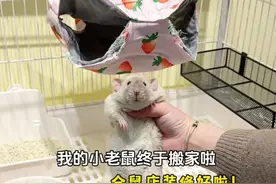 小老鼠们搬家啦！我的仓鼠店装修好啦！#仓鼠 #金丝熊视频封面