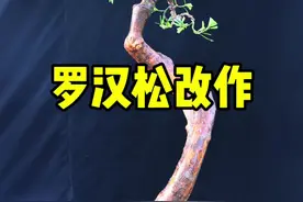 一棵罗汉松盆景的改作过程分享#盆景 #岭南盆景 #罗汉松