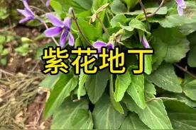 紫花地丁 这个开紫色小花的植物，它是农村很珍贵的宝#你的家乡有这种植物吗 #植物科普 #识百草视频封面