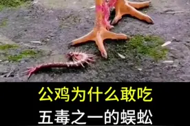 公鸡为什么敢吃五毒之一的蜈蚣 #公鸡 #蜈蚣 #五毒 #科普 #动物
