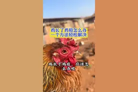 鸡长了鸡痘怎么办，一个方法轻松搞定 #养鸡#养鸡人#养鸡小妙招#鸡鸭鹅养殖 #三农视频封面