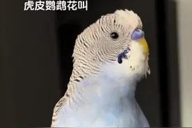 如果你的虎皮鹦鹉发出这样的声音，抓紧教你的小鸟说话。公虎皮，三四个月大就会转喉花叫，公虎皮声线上占优势，学语的黄金期！……#会说话的虎皮鹦鹉 #会说话的鸟 #鹦鹉学舌 #手养鸟日常 #萌到爆炸了💥