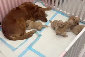 尿垫杀手竟然转性了 评论点赞最多的有宠物抱枕一个哦。#狗狗的心思都写在脸上了视频封面