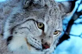 猞猁捕猎狍子 #野生动物零距离 #看动物世界品百味人生
