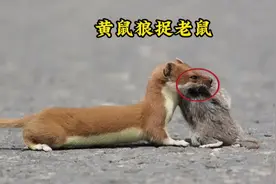 黄鼠狼果然是有些手段！捕捉老鼠简直太轻松了#动物世界视频封面