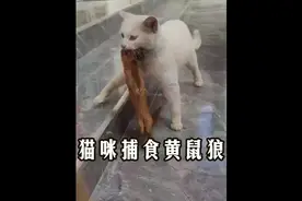 猫咪捕食黄鼠狼，猫:天下黄鼠尽在盘中#猫咪 #神奇动物在抖音