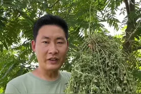 小的时候很讨厌这个植物，现在也是很难见到了，蒺藜有很多应用价值，你都知道吗？