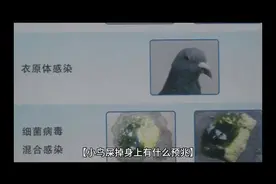 #鸟屎掉身上🈶什么预兆视频封面