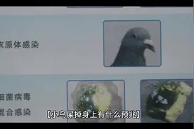 #鸟屎掉身上🈶什么预兆视频封面