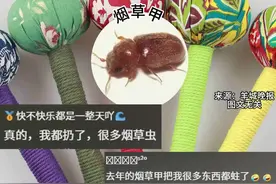 女子床上莫名出现小虫，源头竟是常见的艾草锤！网友：艾草不是驱虫的吗... #艾草锤 #烟草甲#害虫@DOU+上热门 @DOU+小助手 @抖音创作小助手 @抖音短视频 @抖音健康