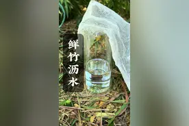 鲜竹沥水～压弯竹子垂下、削去尾部，接取两晚，得到小半杯竹沥水#古法 #非遗文化 #非遗传承 #古法传承 #新农人计划2024