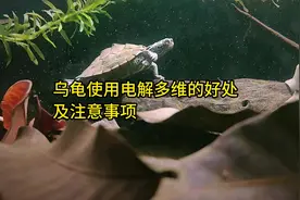 乌龟使用电解多维的好处及注意事项！#养龟日常 #养龟人