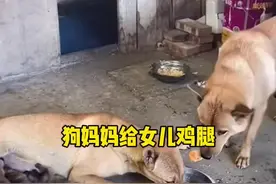 狗妈妈将鸡腿让给正在哺乳期的女儿#狗狗成精了 #母爱视频封面