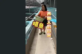 今天渔场喂鱼，这个鱼食我们东北地区叫红虫也叫长虫，现在喂的都是孔雀鱼的种鱼，这个时候的鱼特能下小鱼崽。#养鱼人  #观赏鱼养殖 #孔雀鱼 #新农人计划2023 #鱼食 @乡村守护人 @抖音短视频视频封面