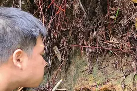 外面混不下去了，就跟我回家吧 #深山老林取蜜全过程 #收蜂取蜜