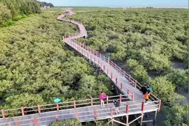 详解北海景点之金海湾红树林 #北海旅游攻略 #北海景点推荐