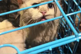 一场关于2000多只猫狗的救援… #猫咪小院的日常 #信阳猫车 #咬我一口公益计划 #小锋小志视频封面
