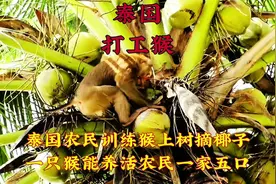 泰国农民训练猴子上树摘椰子，效率特高一只猴子就能养活一家五口视频封面