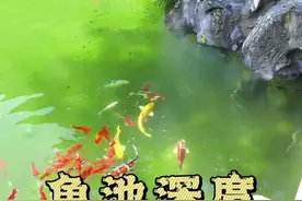 鱼池深度的门道，好多人都搞错了 通常在家里建水池，从安全角度考虑，个人建议深度别超过心脏高度，也就是 1.2 米，这样比较保险。要是从养鱼角度看，水深就有几种不同考量啦。要是养普通小金鱼，在露台上的话，50 公分深的水池就足够。再设计一些暗水面，夏天天热，小金鱼就可以躲进去避暑。要是庭院面积不大，100 平方米以下，那水池深度建议做到 70 - 80 公分。要是想养专业的锦鲤，小陈给你的建议是，水池深度至少 1.4 米以上。#中式庭院 #苏式建筑 #四合院 #自建房 #苏式园林视频封面