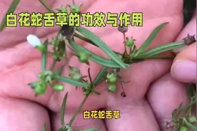 白花蛇舌草的功效与作用