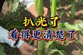 扒光了 就看清楚了#玉米生长过程 #玉米高产管理 #分享玉米种植知识