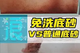 鱼缸免洗底砂和普通底砂到底有多大区别 实测对比看看就知道普通鱼缸底砂和免洗底砂差多少了，看完这个视频就知道哪款底砂好该怎么选了 #水族 #鱼缸造景底砂 #鱼缸底砂