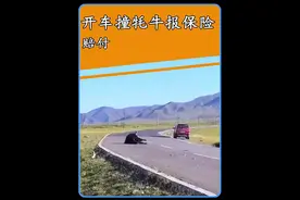 此生必驾318，一头牦牛8万8？#保险理赔